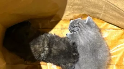 Ženska je zakopala živi mucki.