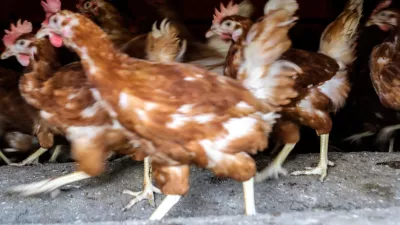 Kletke, v katerih ima kokoš prostora za en zvezek, bodo med staro šaro romale šele leta 2035