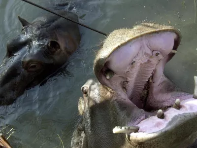 FILE - In this Oct. 29, 2002 file photo female Nikica, left, and male Lucky hippopotamuses in a private zoo at the Skadar Lake, about 10 kilometers (6 miles) south of the Montenegro capital Podgorica. A hippo escaped from a flooded private zoo in southern Montenegro Tuesday, shocking villagers who found him jaunting around their homes. The female hippo nicknamed Nikica, the only known resident of its kind in the area of Skadar Lake bordering Albania, ran out from the cage as water overflowed a wetland island turned into a zoo. (AP Photo/Risto Bozovic, file)