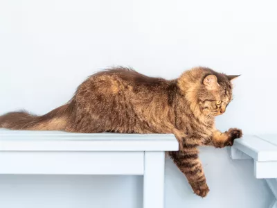 V njihovi naravi je, da plezajo in na svet gledajo zvi&scaron;ka. / Foto: Istock