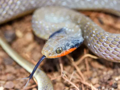 A Red-lipped/ Herald Snake flicking out its tongue