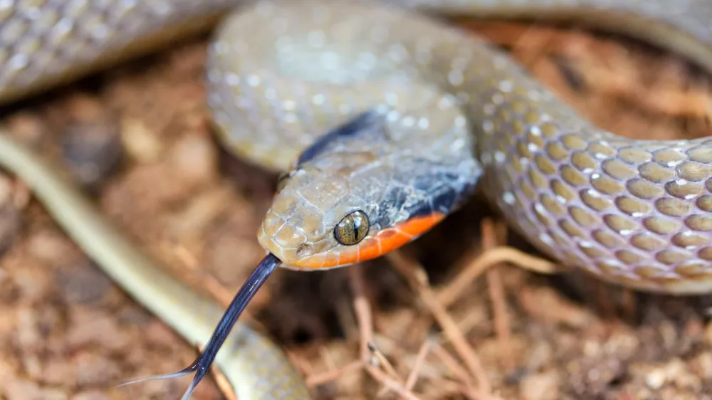 A Red-lipped/ Herald Snake flicking out its tongue