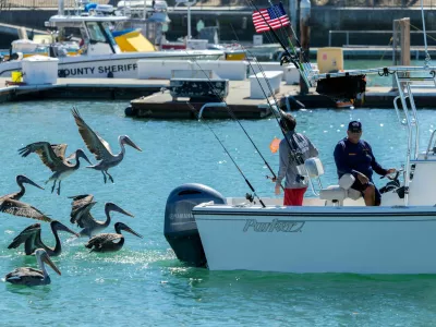 Brown pelicans follow a fishing boat into the harbor at Dana Point, California, US, October 9, 2026. REUTERS/Mike Blake / Foto: Mike Blake