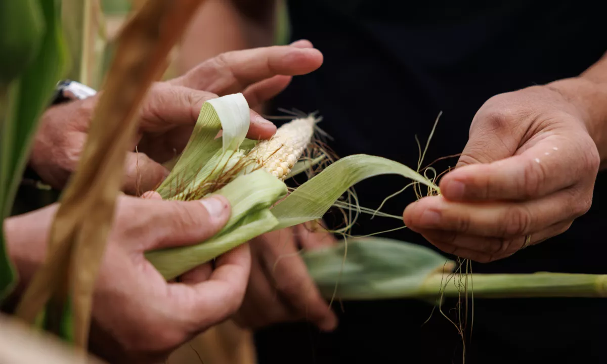 Bo ciger kralj izplačilo državne pomoči kmetom pohitril tako, da bo vlada kršila veljavne predpise?
