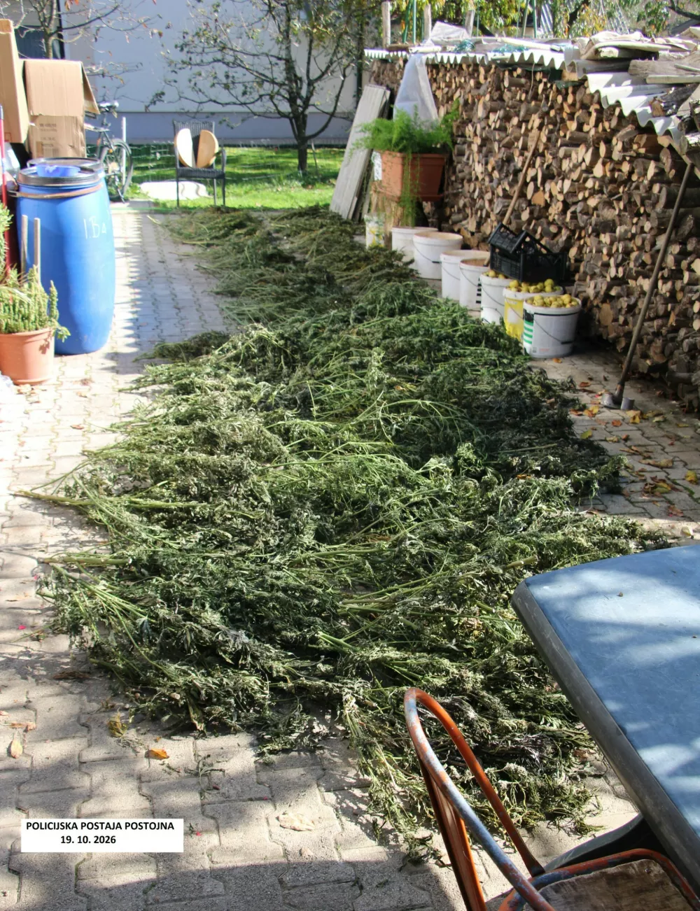 Konoplja, zasežena v Postojni.Foto: PU Koper