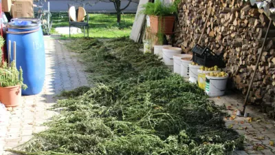 Konoplja, zasežena v Postojni.Foto: PU Koper