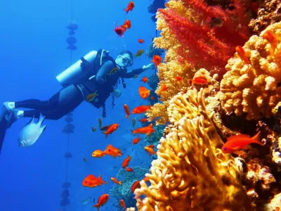 Man scuba diver near beautiful coral wall with tropical fish / Foto: Tunatura