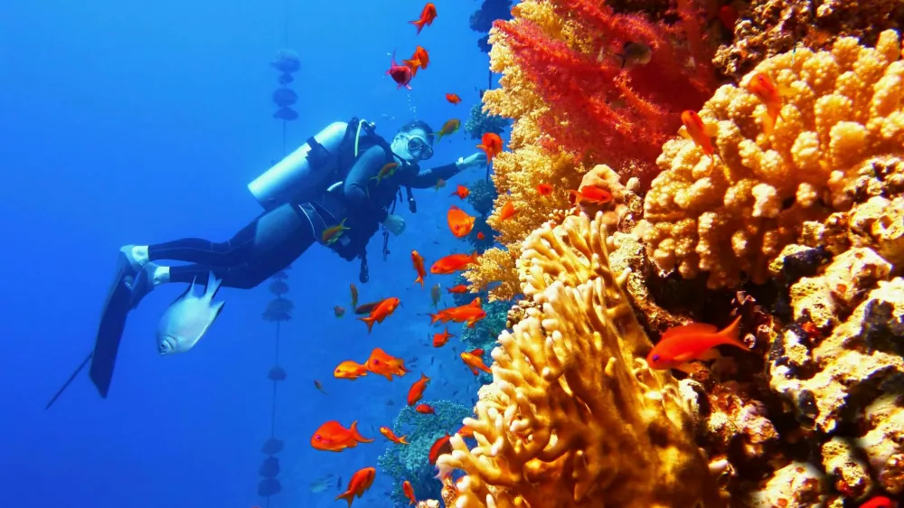 Man scuba diver near beautiful coral wall with tropical fish / Foto: Tunatura