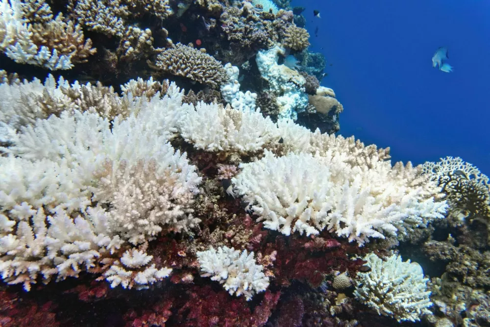 Coral bleaching of Acropora hard corals - process when corals become white due to loss of symbiotic algae and photosynthetic pigments caused by higher ocean water temperature. Global warming impact. / Foto: Tunatura
