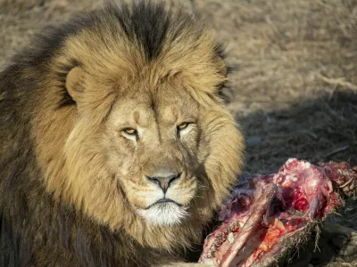 A close-up of lion's head with a bloody bone and fresh meat / Foto: Pavel Saprykin