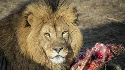 A close-up of lion's head with a bloody bone and fresh meat / Foto: Pavel Saprykin