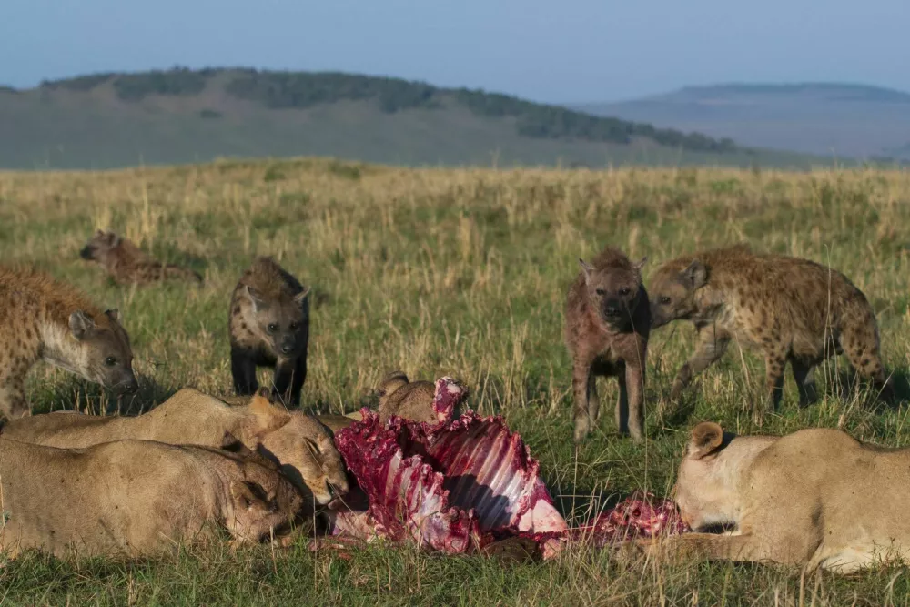 Lions eating surrounded by hyenas At the African Savannah / Foto: Abdelrahman M Hassanein