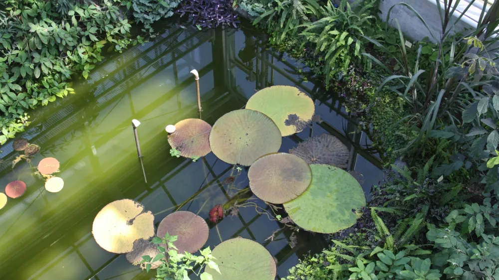 botanicni vrt, lokvanj Viktorija
