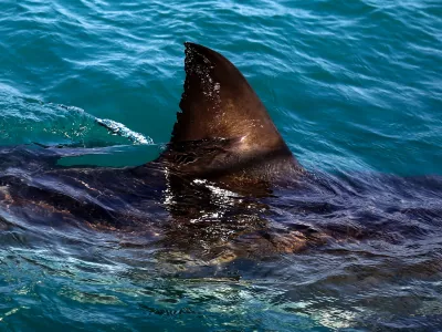 The fin of a great white shark swims in the waters off Gansbaai, South Africa, Aug. 11, 2016. (AP Photo/Schalk van Zuydam, File)