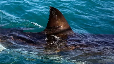 The fin of a great white shark swims in the waters off Gansbaai, South Africa, Aug. 11, 2016. (AP Photo/Schalk van Zuydam, File)