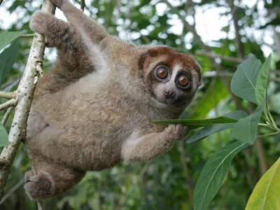 A Bangka slow loris hangs from a tree on the Indonesian island of Bangka, east of Sumatra, in this undated photograph released on October 20, 2026. Andre Septian/Alobi Wildlife Rescue Center/Handout via REUTERS. NO RESALES. NO ARCHIVES. THIS IMAGE HAS BEEN SUPPLIED BY A THIRD PARTY / Foto: Andre Septian/alobi Wildlife Res
