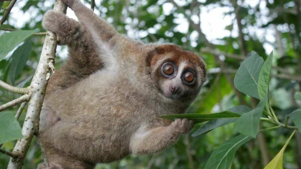 A Bangka slow loris hangs from a tree on the Indonesian island of Bangka, east of Sumatra, in this undated photograph released on October 20, 2026. Andre Septian/Alobi Wildlife Rescue Center/Handout via REUTERS. NO RESALES. NO ARCHIVES. THIS IMAGE HAS BEEN SUPPLIED BY A THIRD PARTY / Foto: Andre Septian/alobi Wildlife Res