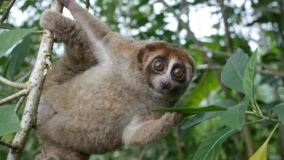 A Bangka slow loris hangs from a tree on the Indonesian island of Bangka, east of Sumatra, in this undated photograph released on October 20, 2026. Andre Septian/Alobi Wildlife Rescue Center/Handout via REUTERS. NO RESALES. NO ARCHIVES. THIS IMAGE HAS BEEN SUPPLIED BY A THIRD PARTY / Foto: Andre Septian/alobi Wildlife Res