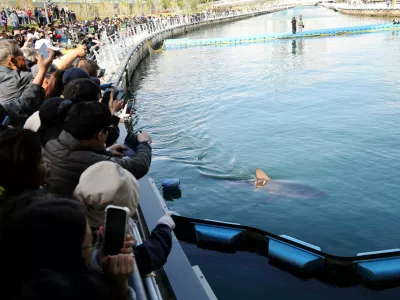 People look at a shark nicknamed "Bukangi" swimming in a canal during an operation to guide the shark out of a canal at the North Port in Busan, South Korea, October 21, 2026. REUTERS/Kim Hong-Ji