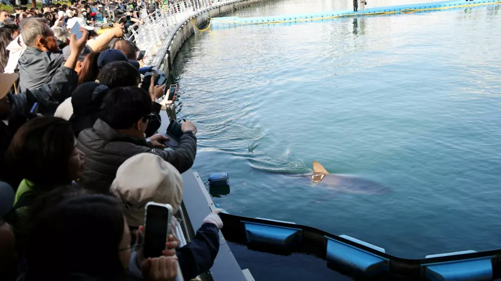 People look at a shark nicknamed "Bukangi" swimming in a canal during an operation to guide the shark out of a canal at the North Port in Busan, South Korea, October 21, 2026. REUTERS/Kim Hong-Ji