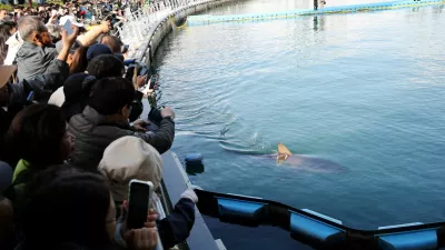 People look at a shark nicknamed "Bukangi" swimming in a canal during an operation to guide the shark out of a canal at the North Port in Busan, South Korea, October 21, 2026. REUTERS/Kim Hong-Ji