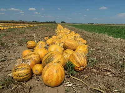 kmetijstvo, Prekmurje, Rakičan, polje, njiva, buče. Foto: Tatjana Pihlar / Foto: Tatjana Pihlar 