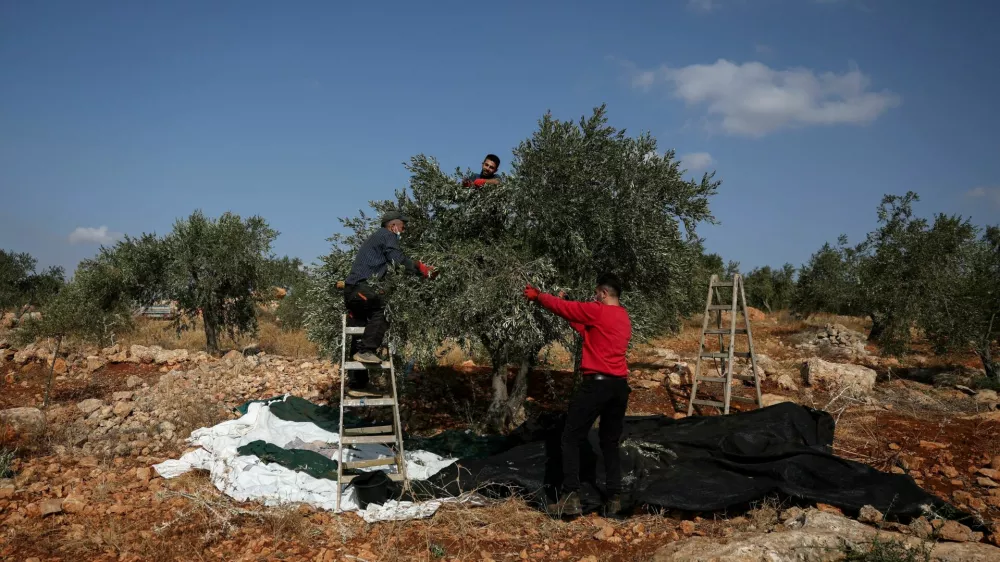 FILE PHOTO: Palestinians pick olives during the harvest season, in Palestinian-owned olive groves in the village of Beit Furik near Nablus, in the Israeli-occupied West Bank, October 9, 2026. REUTERS/Ammar Awad/File Photo