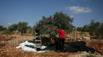 FILE PHOTO: Palestinians pick olives during the harvest season, in Palestinian-owned olive groves in the village of Beit Furik near Nablus, in the Israeli-occupied West Bank, October 9, 2026. REUTERS/Ammar Awad/File Photo