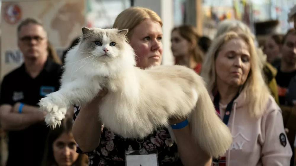 An owner holds their cat as they are judged in competition during the FIFe World Show 2026 at Vijfhuizen on the outskirts of Amsterdam on October 24, 2026, the world's biggest annual cat event where over two days some 1500 felines are competing for 34 world titles.,Image: 1146143241, License: Rights-managed, Restrictions:, Model Release: no 