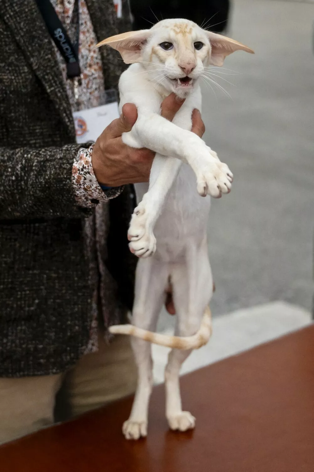 An owner holds their cat as they are judged in competition during the FIFe World Show 2026 at Vijfhuizen on the outskirts of Amsterdam on October 24, 2026, the world's biggest annual cat event where over two days some 1500 felines are competing for 34 world titles.,Image: 1146143260, License: Rights-managed, Restrictions:, Model Release: no 