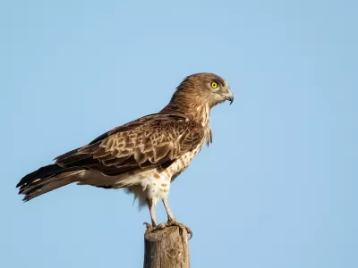 Short-toed snake eagle or Circaetus gallicus sitting position in Dadia forest Evros Greece, isolated, blue sky background.
