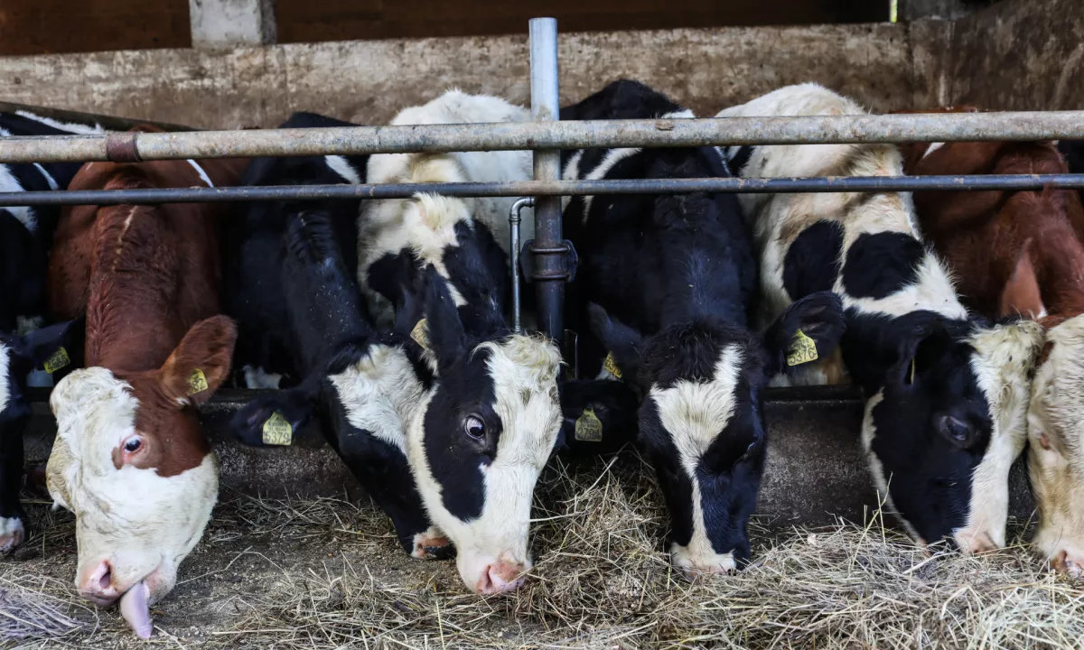 Kakšno tveganje za ljudi predstavlja novi virus, ki so ga že potrdili na treh slovenskih kmetijah?