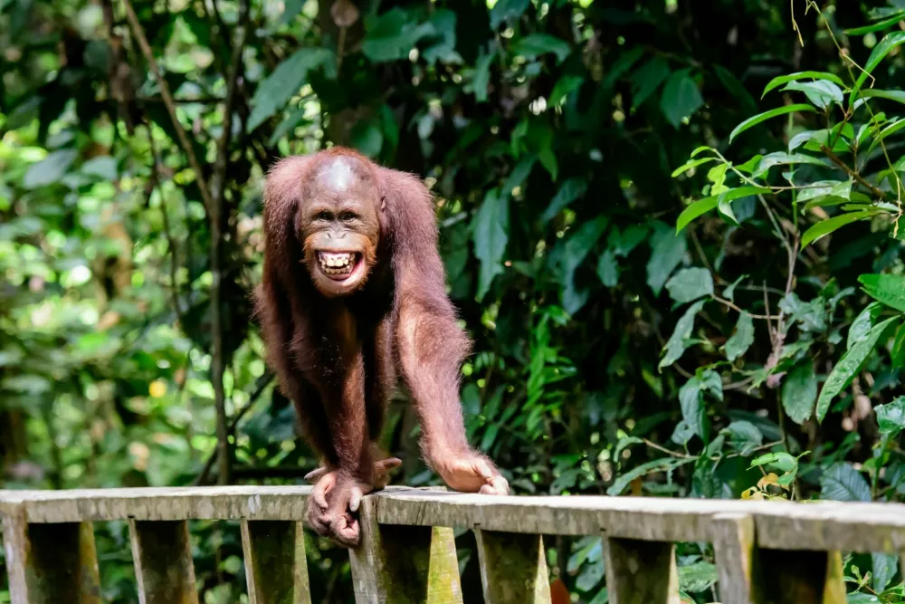 Cheeky grinning Orangutan / Foto: Trevorplatt