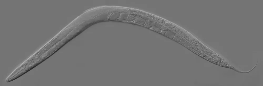 Komaj milimeter dolga glista Caenorhabditis elegans je znanstvenikom pomagala odkriti, kako lahko nižje temperature upočasnijo staranje in podalj&scaron;ajo življenje. Foto: Zeynep F. Altun/Wikimedia Commons / Foto: Zeynep F. Altun/wikimedia Commons
