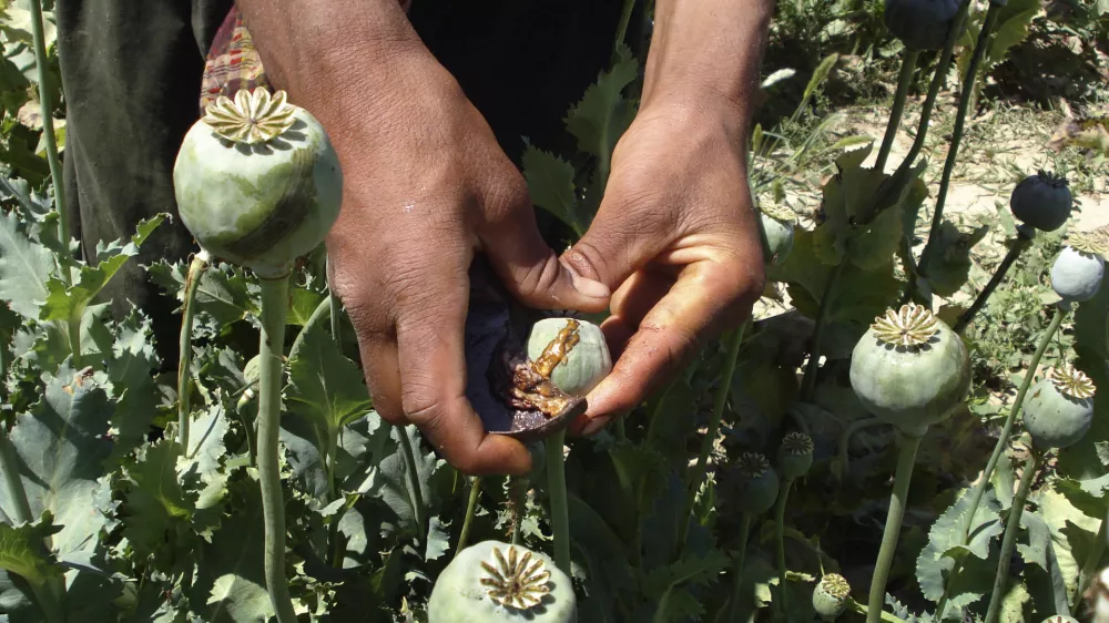 An Afghan man collects resin from poppies in an opium poppy field in Panjwai district of Kandahar province, south of Kabul, Afghanistan on Wednesday, May 21, 2008. Afghanistan supplies some 93 percent of the world's opium used to make heroin, and the Taliban militants earn up to $100 million from the drug trade, the United Nations estimates. (AP Photo)
