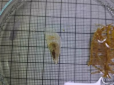 Foto: Aquarium Pula