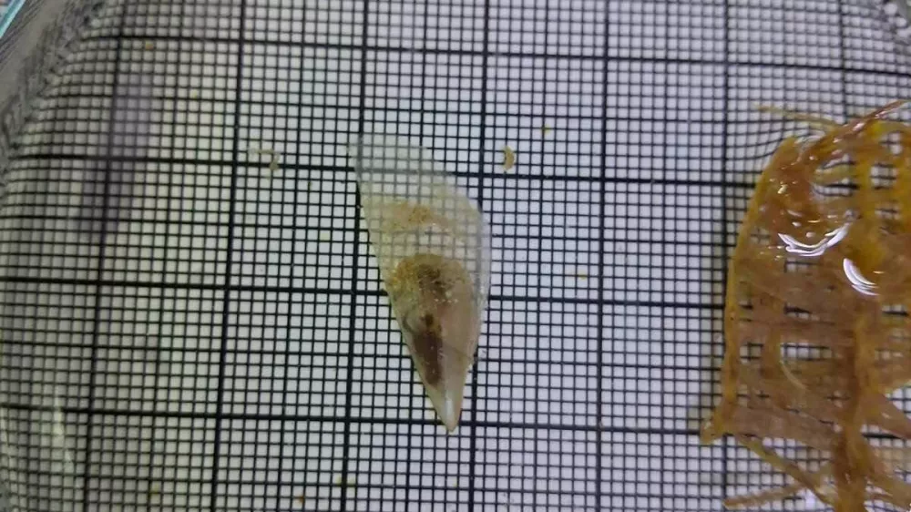 Foto: Aquarium Pula