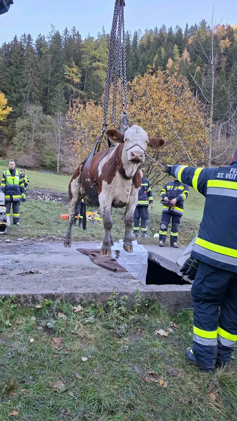 Re&scaron;evanje krave