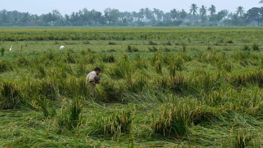 A farmer walks through damaged paddy fields in Kakinada, India, Thursday, Oct. 29, 2026, a day after Cyclone Arnab crossed the Andhra Pradesh coast. (AP Photo/Mahesh Kumar A.)